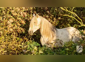 Koń berberyjski, Ogier, 18 lat, 152 cm, Siwa jabłkowita