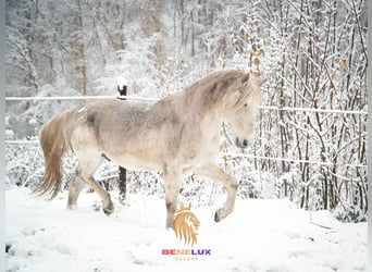 Koń berberyjski, Ogier, 19 lat, 152 cm, Siwa jabłkowita