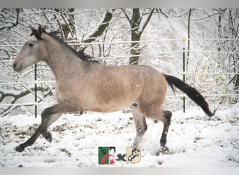 Koń berberyjski, Ogier, 2 lat, 150 cm, Stalowosiwy