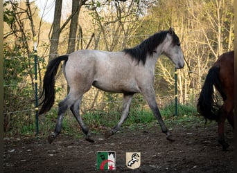 Koń berberyjski, Ogier, 2 lat, 150 cm, Stalowosiwy