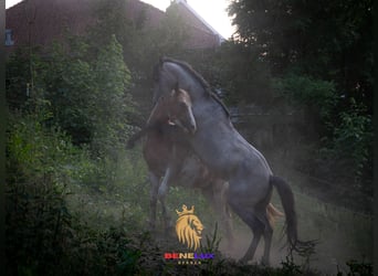 Koń berberyjski, Ogier, 2 lat, 150 cm, Stalowosiwy