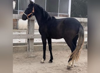 Koń berberyjski, Ogier, 2 lat, 154 cm, Kara