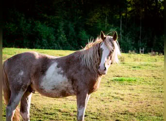 Koń berberyjski, Ogier, 2 lat, 154 cm, Sabino