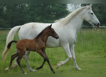 Koń berberyjski, Ogier, 2 lat, 154 cm, Siwa