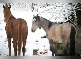 Koń berberyjski, Ogier, 3 lat, 150 cm, Stalowosiwy