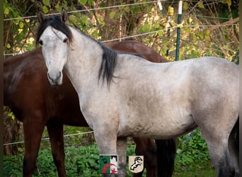 Koń berberyjski, Ogier, 3 lat, 150 cm, Stalowosiwy