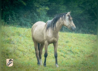 Koń berberyjski, Ogier, 3 lat, 152 cm, Jelenia