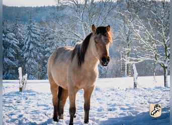 Koń berberyjski, Ogier, 3 lat, 152 cm, Jelenia