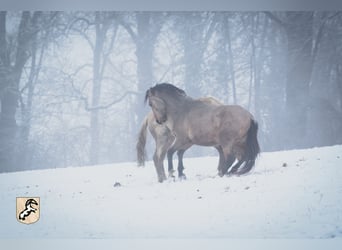 Koń berberyjski, Ogier, 3 lat, 152 cm, Jelenia
