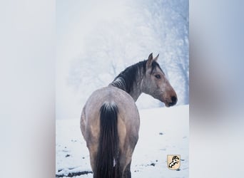 Koń berberyjski, Ogier, 3 lat, 152 cm, Jelenia