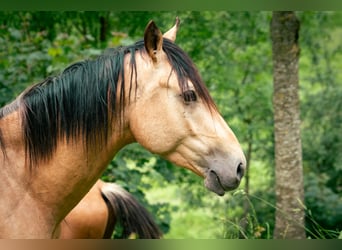 Koń berberyjski, Ogier, 3 lat, 152 cm