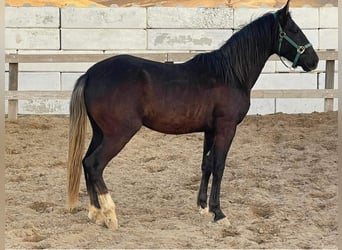 Koń berberyjski, Ogier, 3 lat, 154 cm, Kara