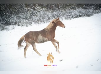 Koń berberyjski, Ogier, 3 lat, 154 cm, Sabino