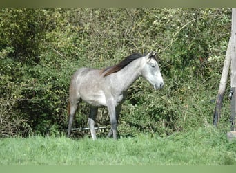 Koń berberyjski, Ogier, 3 lat, 154 cm, Siwa