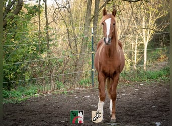 Koń berberyjski, Ogier, 3 lat, 155 cm, Kasztanowata