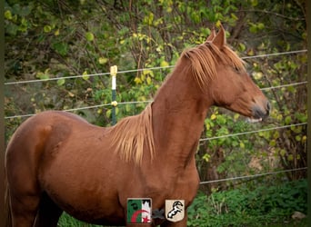 Koń berberyjski, Ogier, 3 lat, 155 cm, Kasztanowata