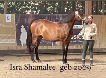 Koń berberyjski, Ogier, 3 lat, 157 cm, Gniada