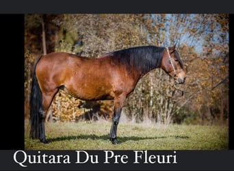 Koń berberyjski, Ogier, 3 lat, 157 cm, Gniada