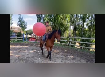 Koń berberyjski, Ogier, 4 lat, 152 cm, Gniada