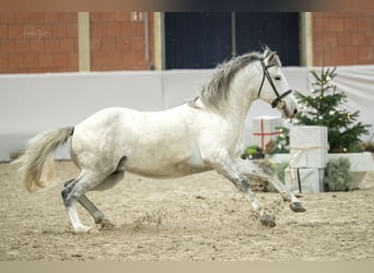 Koń berberyjski, Ogier, 6 lat, 158 cm, Formy Brown Falb