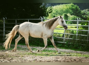 Koń berberyjski, Ogier, 6 lat, 159 cm, Formy Brown Falb