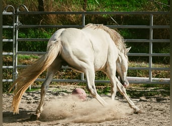 Koń berberyjski, Ogier, 6 lat, 159 cm, Formy Brown Falb