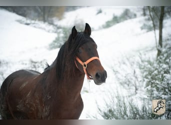 Koń berberyjski, Ogier, 7 lat, 155 cm, Ciemnogniada