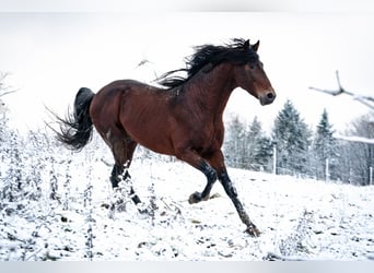 Koń berberyjski, Ogier, 8 lat, 155 cm, Ciemnogniada