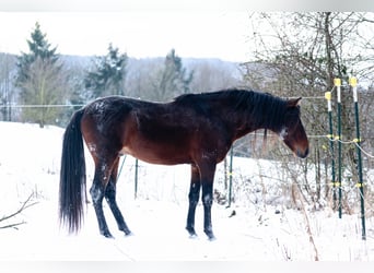 Koń berberyjski, Ogier, 9 lat, 155 cm, Ciemnogniada