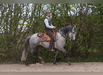Koń berberyjski, Ogier, 10 lat, 152 cm, Siwa jabłkowita