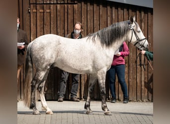 Koń berberyjski, Ogier, 10 lat, 152 cm, Siwa jabłkowita