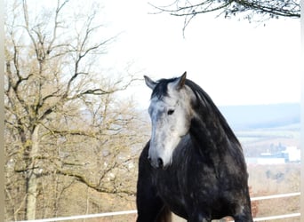 Koń berberyjski, Wałach, 7 lat, 165 cm, Karosiwa