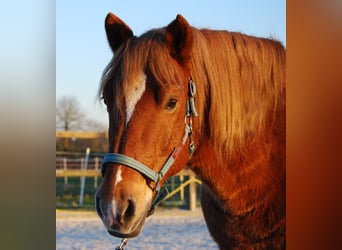 Koń berberyjski Mix, Wałach, 12 lat, 150 cm, Kasztanowata
