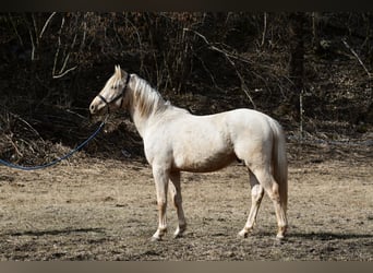 Koń berberyjski, Wałach, 3 lat, 152 cm, Izabelowata