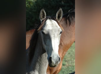 Koń berberyjski, Wałach, 3 lat, 152 cm, Siwa