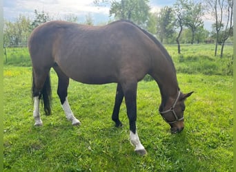 Koń brandenburski, Klacz, 23 lat, 165 cm, Gniada
