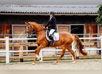 Koń brandenburski, Klacz, 4 lat, 168 cm, Kasztanowata