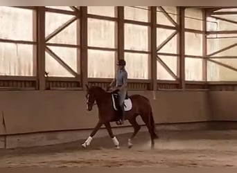 Koń brandenburski, Klacz, 4 lat, 168 cm, Kasztanowata