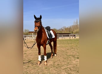 Koń brandenburski, Klacz, 5 lat, 157 cm, Kasztanowata