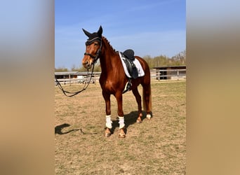 Koń brandenburski, Klacz, 5 lat, 157 cm, Kasztanowata