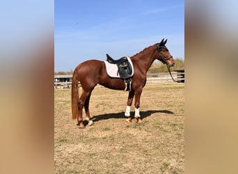 Koń brandenburski, Klacz, 5 lat, 157 cm, Kasztanowata
