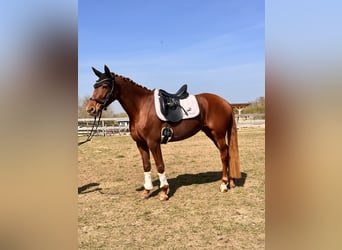 Koń brandenburski, Klacz, 5 lat, 157 cm, Kasztanowata