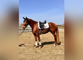 Koń brandenburski, Klacz, 5 lat, 157 cm, Kasztanowata