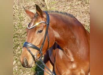 Koń brandenburski, Klacz, 5 lat, 164 cm, Gniada