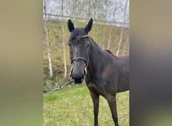 Koń brandenburski, Klacz, 6 lat, 161 cm, Kara