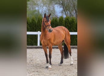 Koń brandenburski, Klacz, 9 lat, 162 cm, Gniada