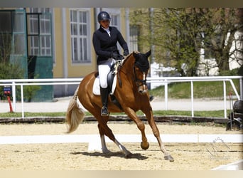 Koń brandenburski, Klacz, 9 lat, 176 cm, Kasztanowata