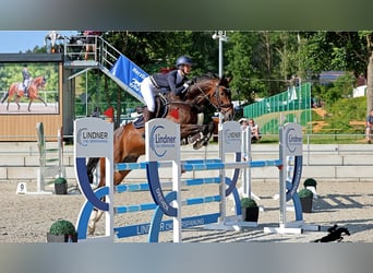 Koń brandenburski, Wałach, 9 lat, Gniada