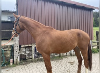 Koń brandenburski, Wałach, 5 lat, 168 cm, Kasztanowata