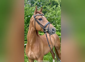 Koń brandenburski, Wałach, 5 lat, 176 cm, Kasztanowata